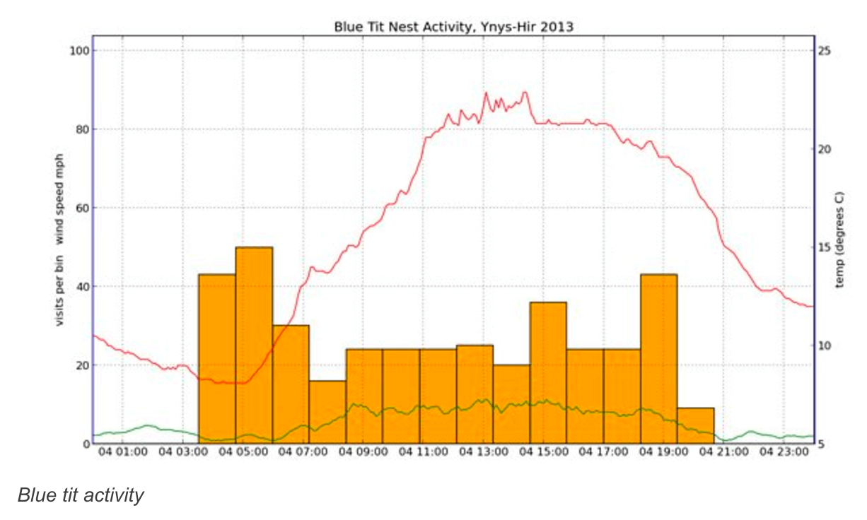 Blue Tit activity chart